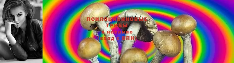 Галлюциногенные грибы Psilocybe  Задонск 